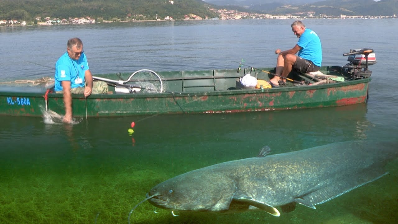 Pecanje soma na Dunavu - Bućka - Tekija - Takmičenje 