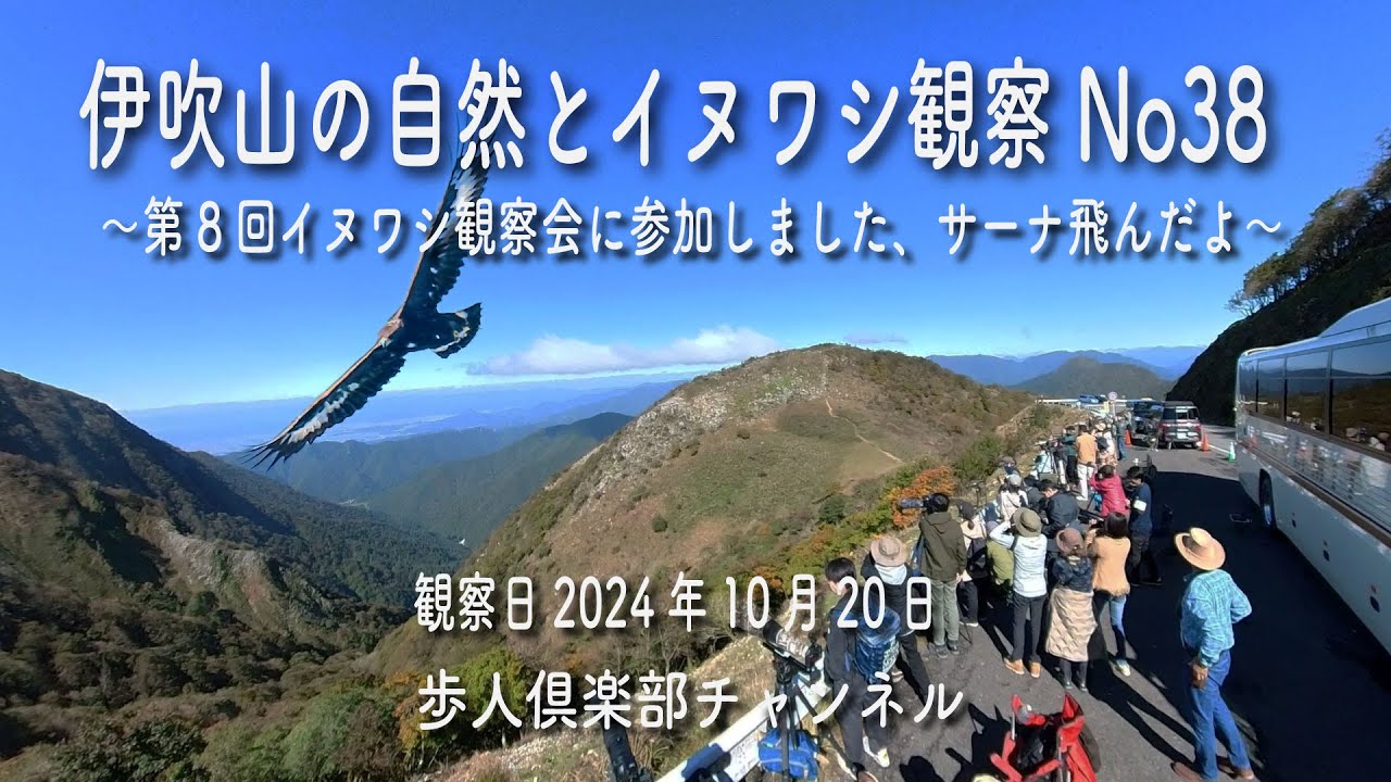 伊吹山の自然のイヌワシ観察No38　2024年10月20日　伊吹山第8回イヌワシ観察会に参加しました