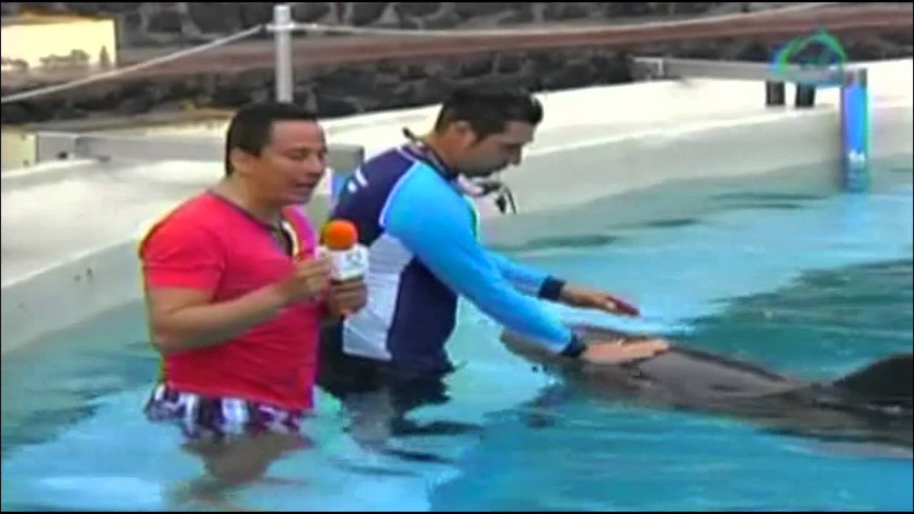 Hoy soy… Entrenador de delfines