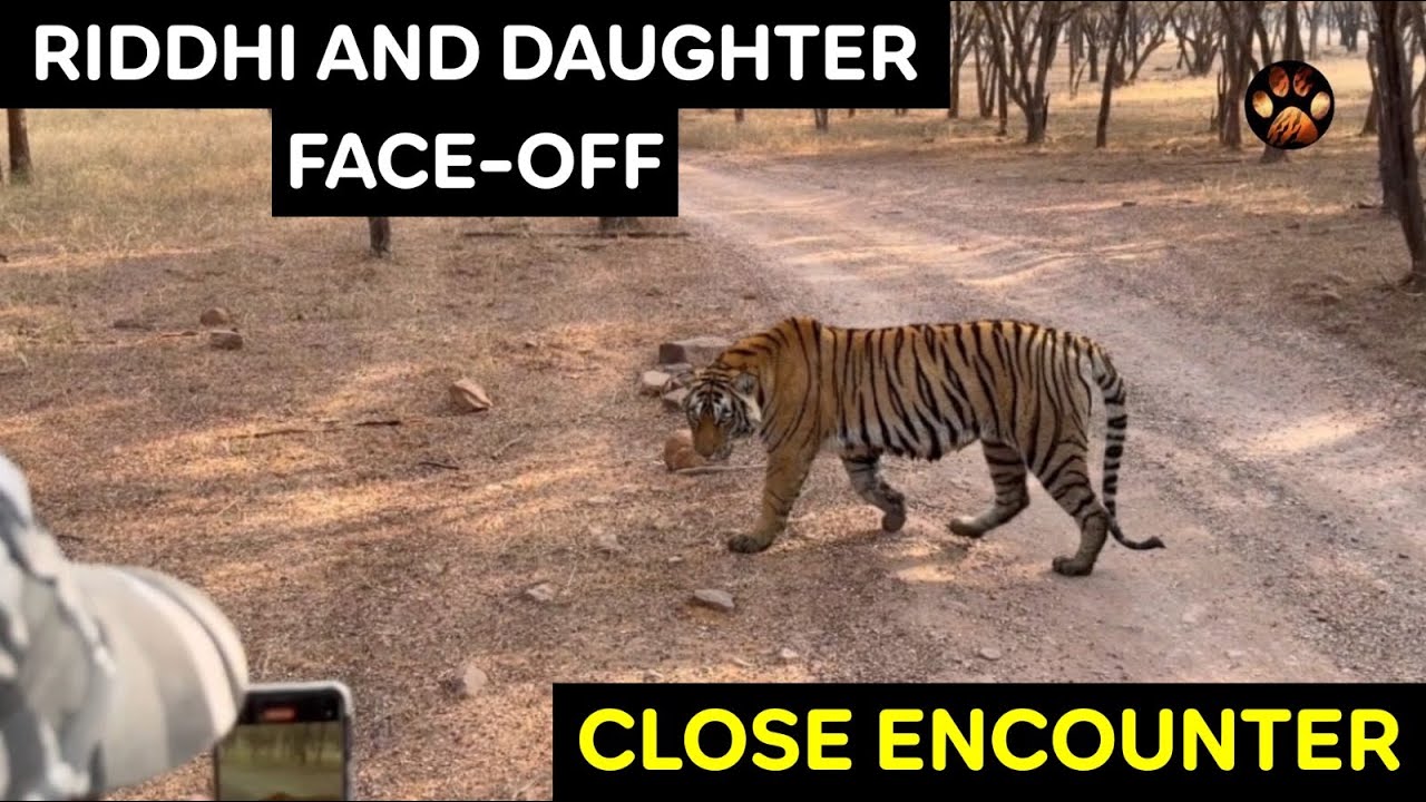 Riddhi And Daughter Face Off In Ranthambore Zone 3| Up Close Encounter With Two Tigers In  2026