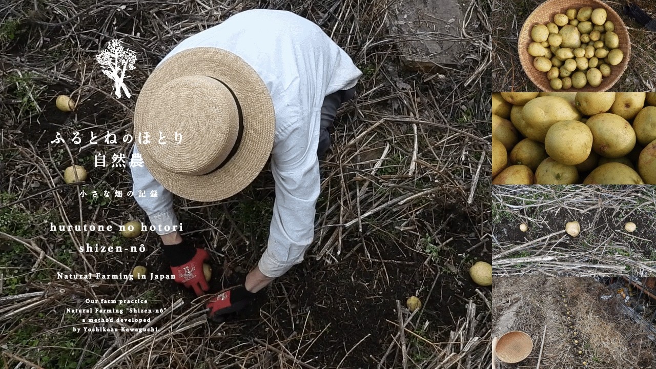 「春じゃがいも」の植え付け〜新しい畑「南の競技場」今年初の作付け！2月中旬の植え付けで育つか検証〜26年2月14日