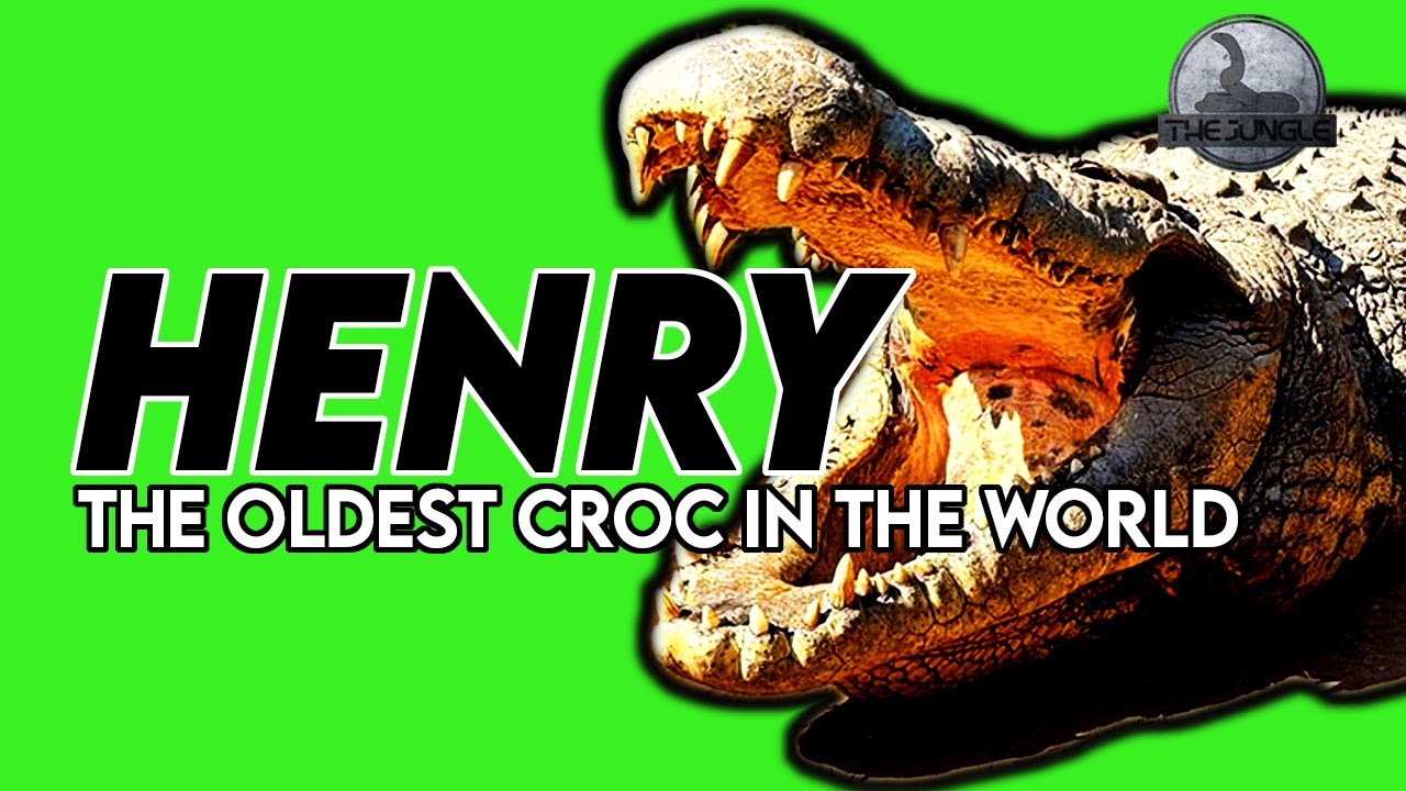 Henry: The Oldest Living Crocodile on Earth