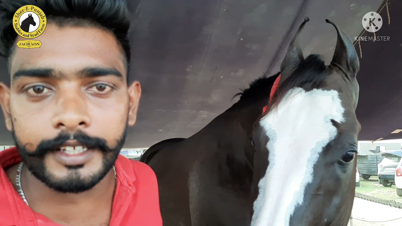Stallion Khilfa sired by Legend BULAND # JAGRAON HORSE FAIR 2021