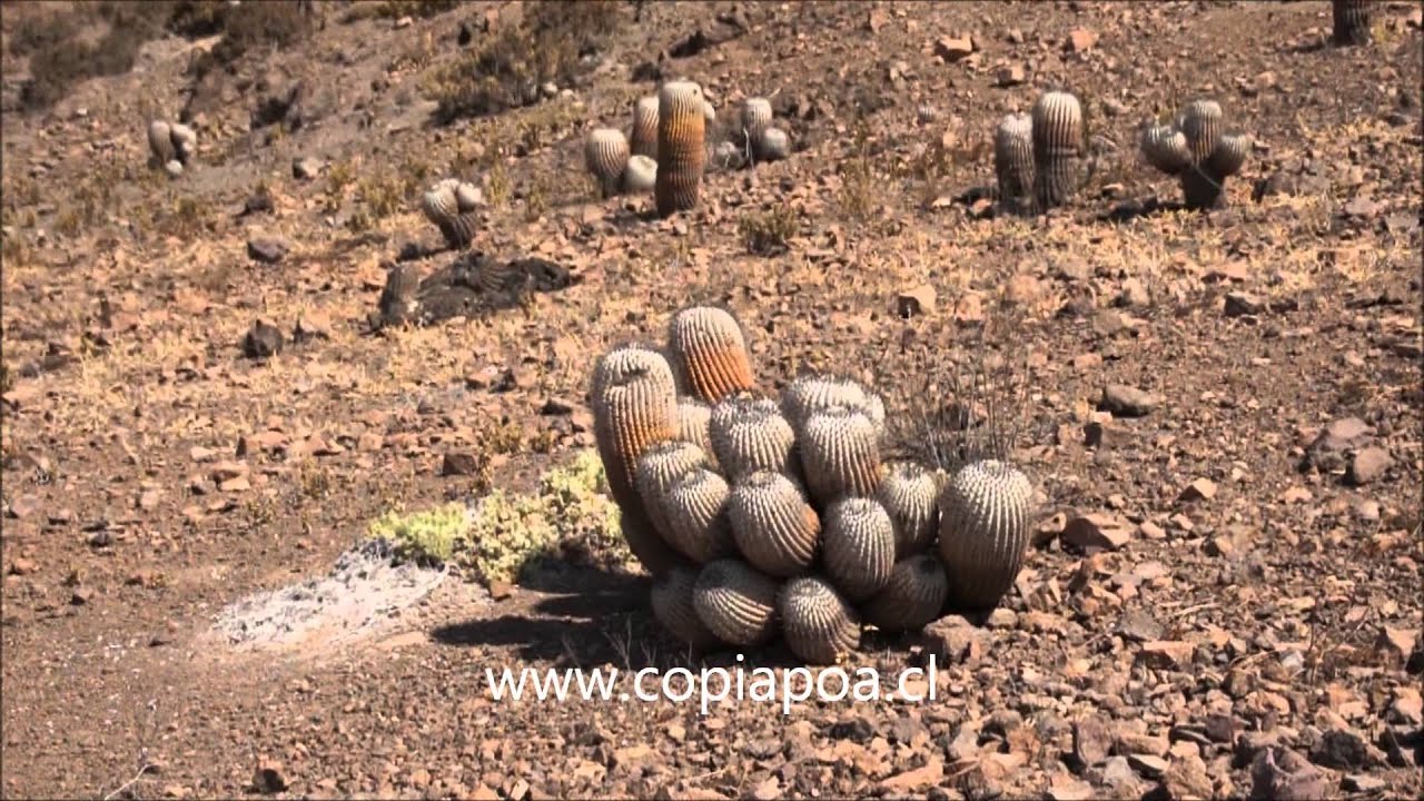 Copiapoa Cinerea I. Quebrada Taltal.wmv