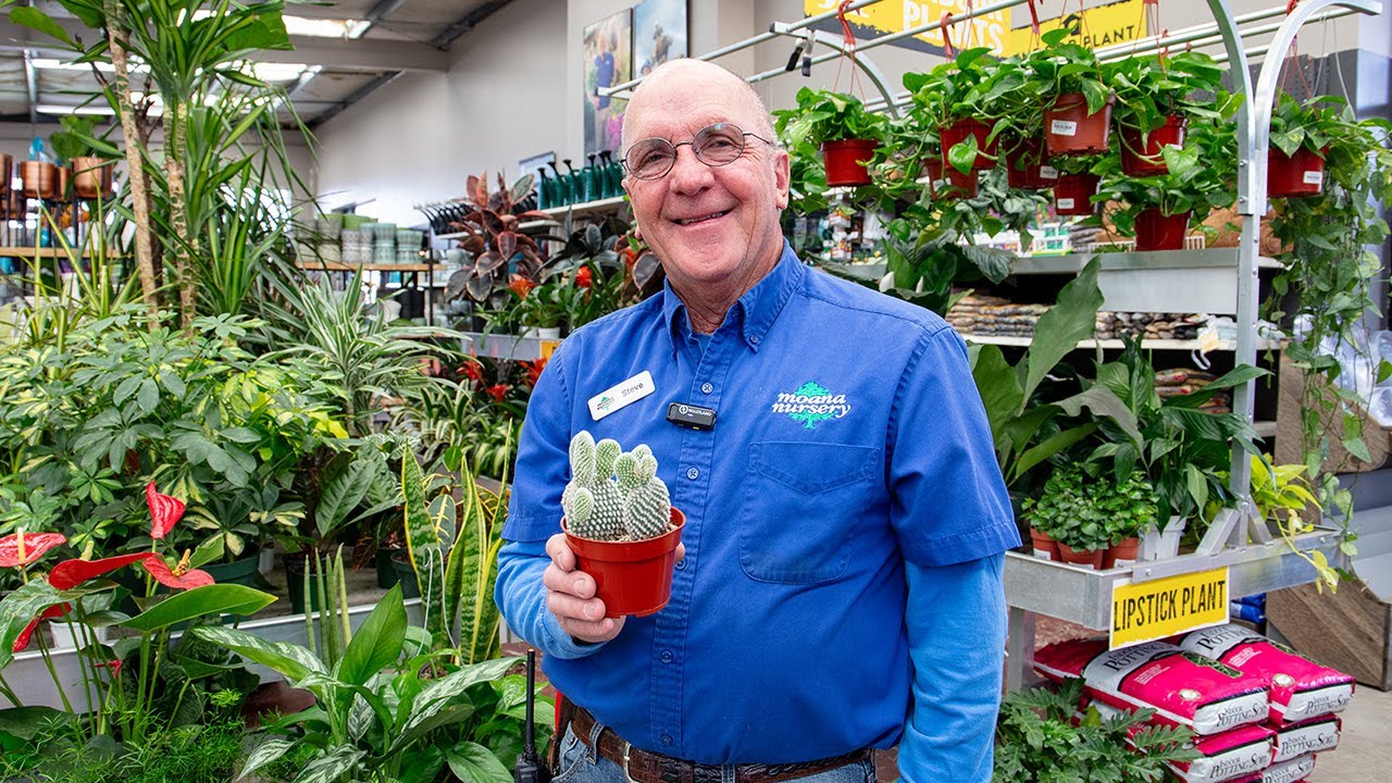 Hard to Kill Houseplants