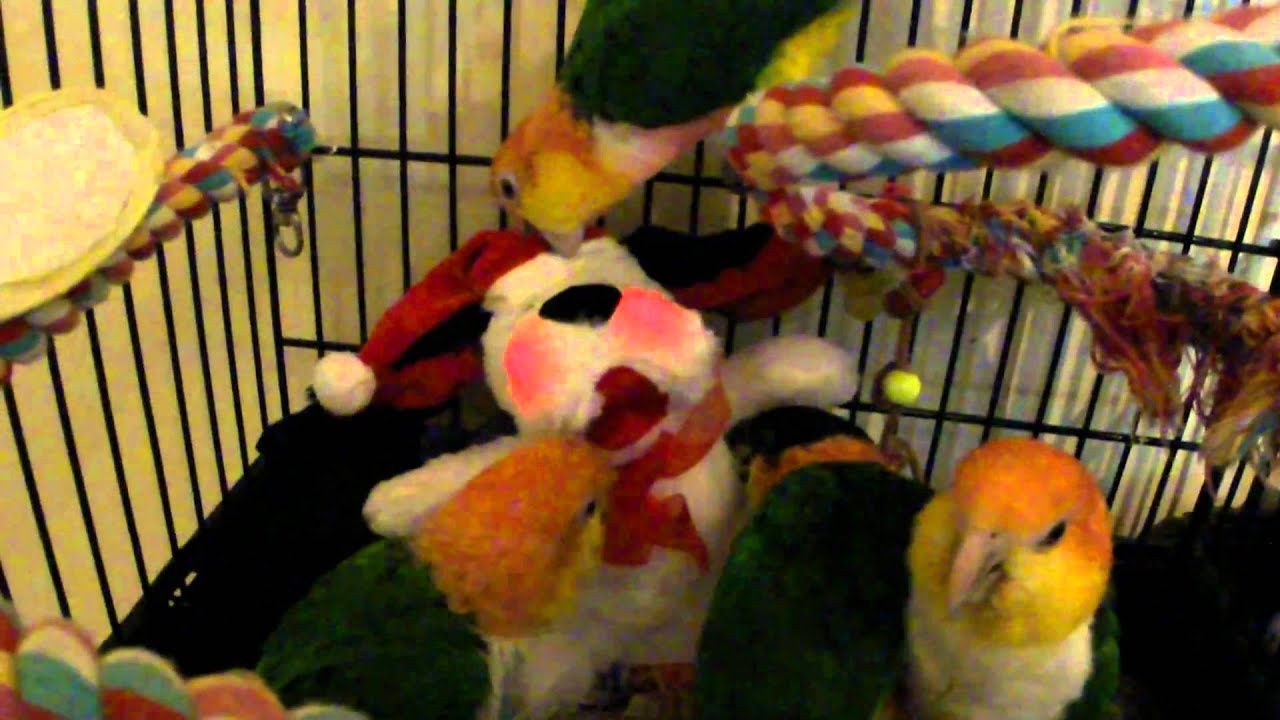 Crazy Caiques