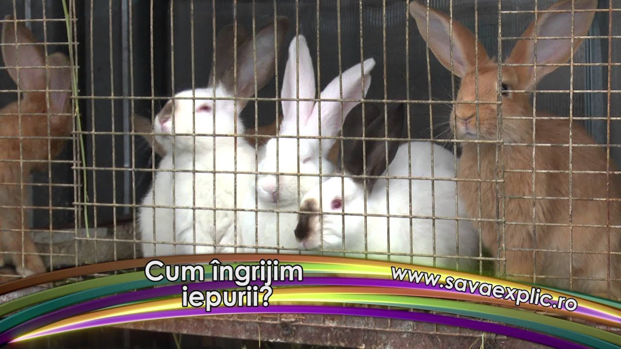 Cum creştem iepuri de carne?