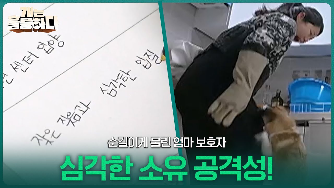 소유 공격성! 순길이게 물린 엄마 보호자 [개는 훌륭하다] | KBS 260223 방송