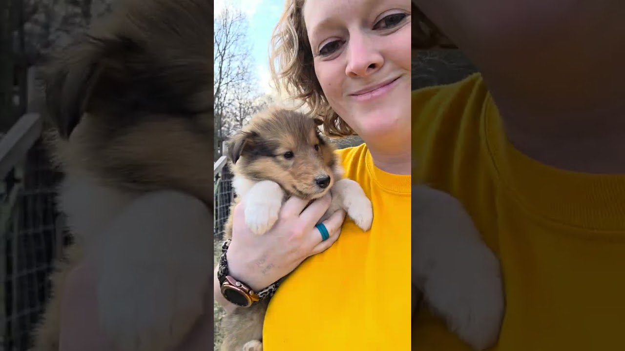 Collie Puppies venture outside! Babies go exploring.