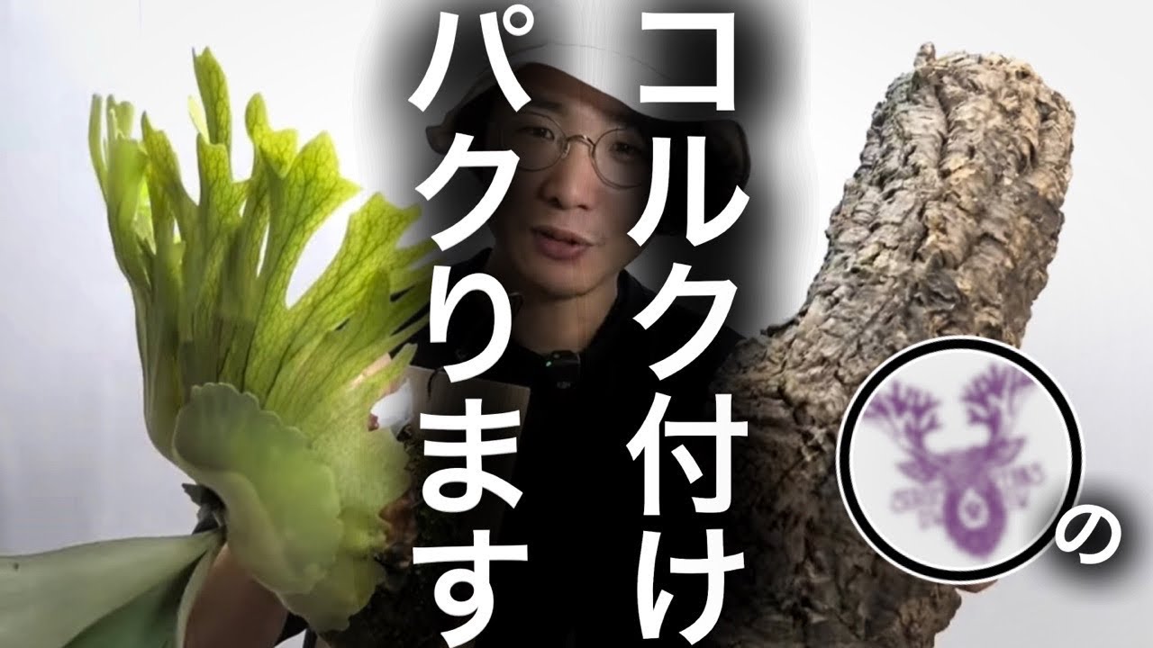 【必殺】ビカクを