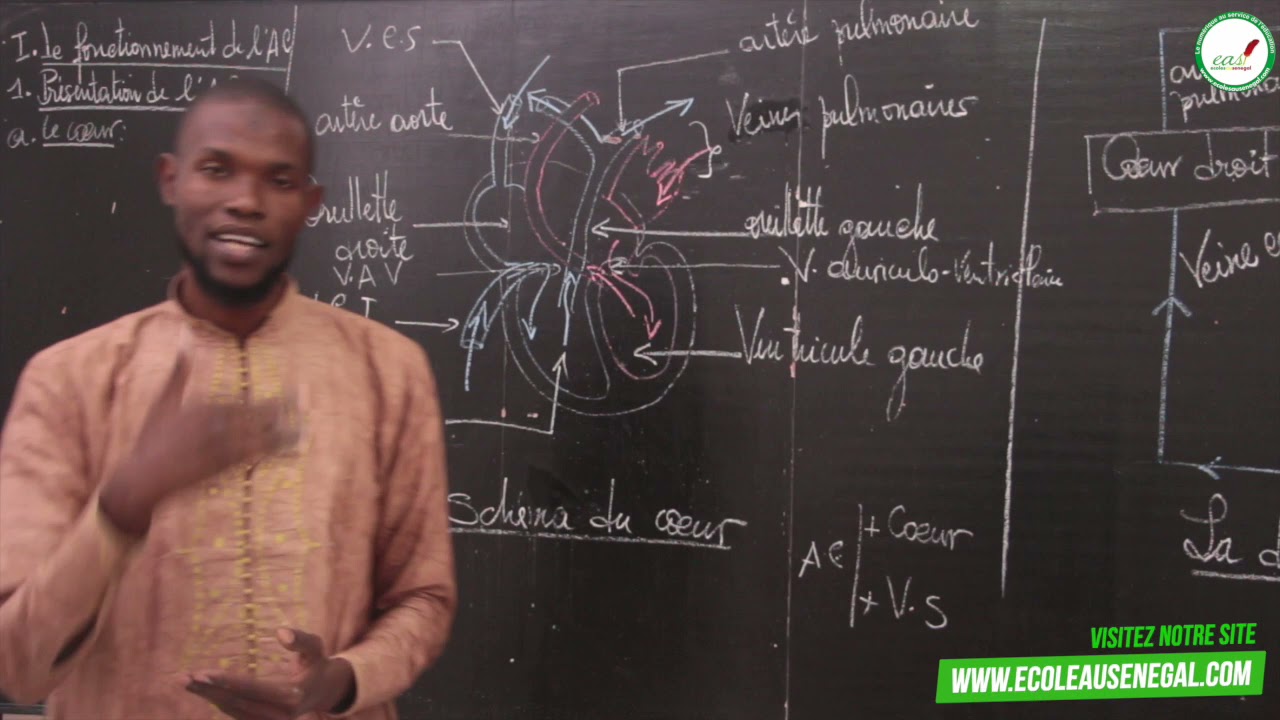 Cours - Quatrième - SVT : la circulation et le rôle du sang / M.Diallo / Suite1