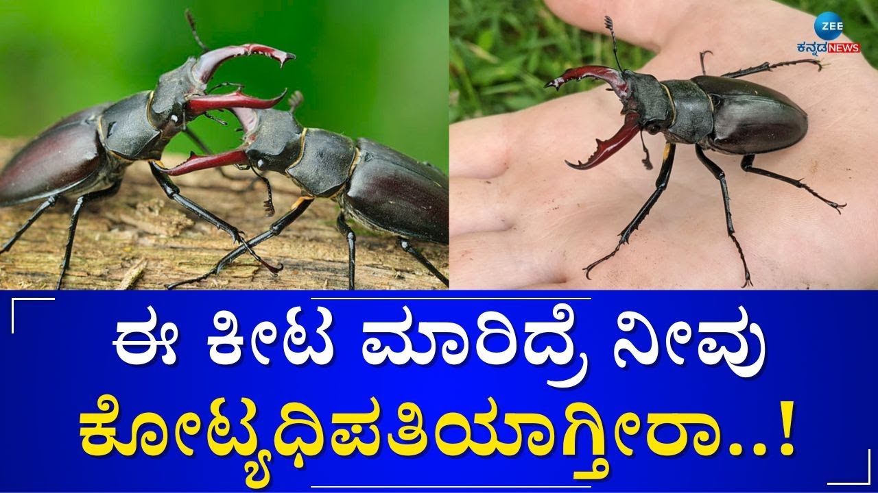 Stag beetle | ಲಕ್ಷಗಳಲ್ಲಿ ಮಾರಾಟವಾಗುತ್ತದೆ ಈ ಕೀಟ..!
