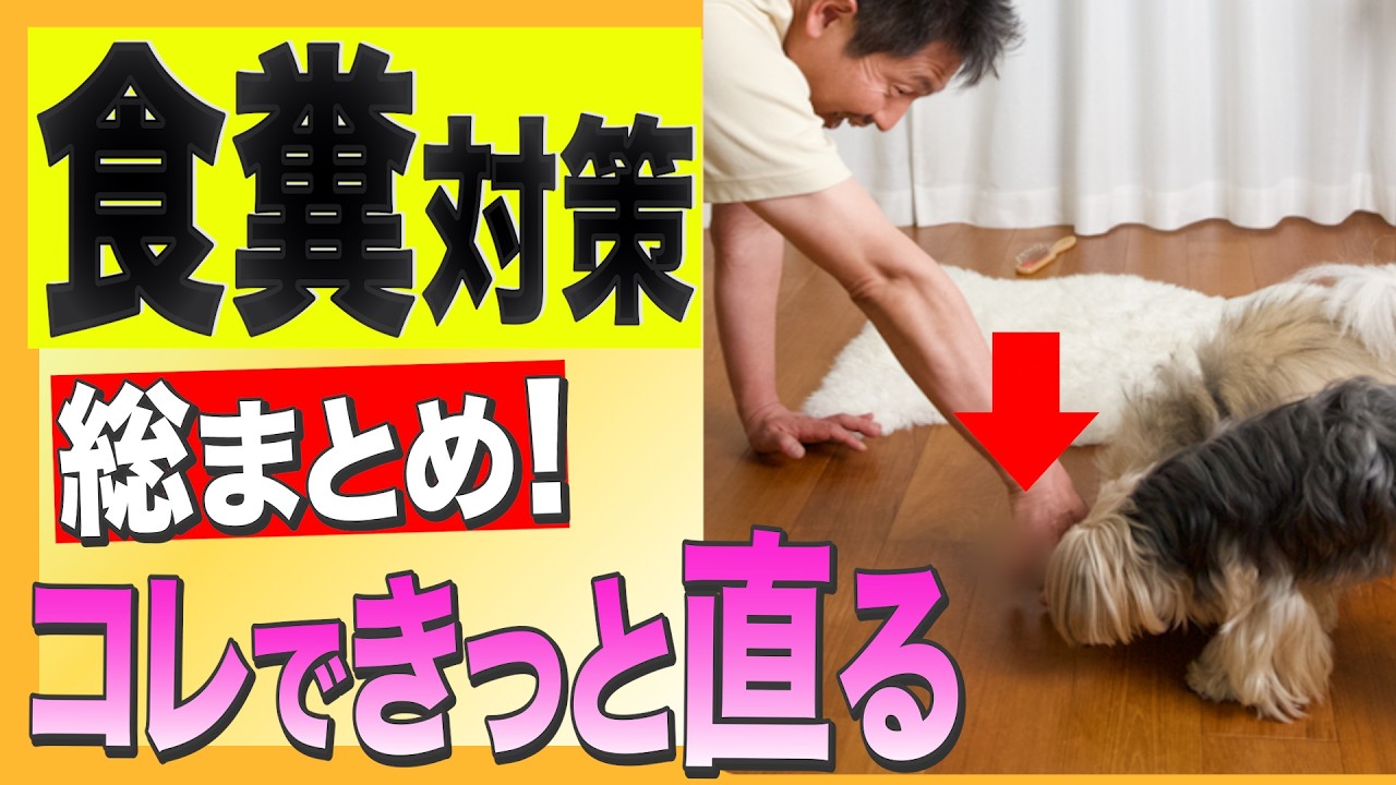 プロが明かす｜食糞癖を持つ犬を救う具体的な方法