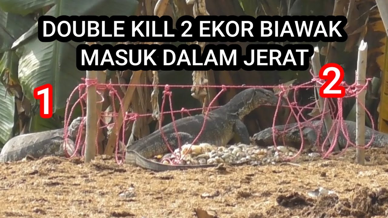 Double kill 2 ekor biawa masuk jerat