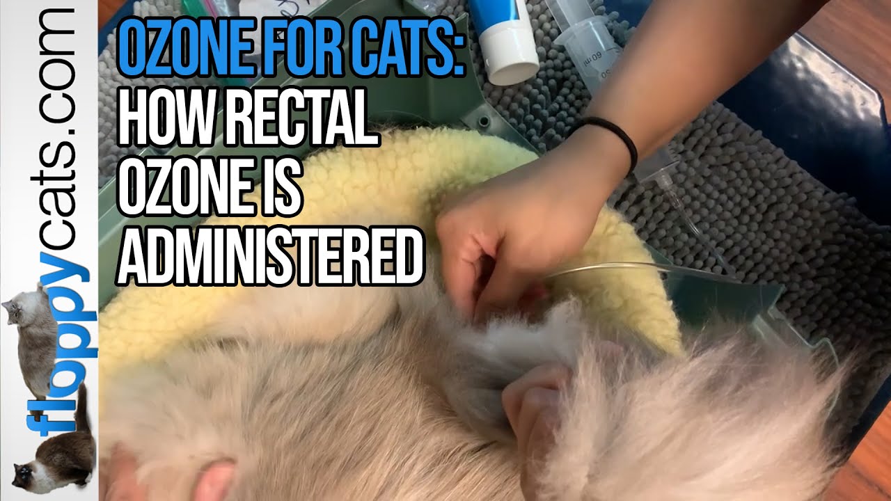 Rectal Ozone Therapy for Cats: How Rectal Ozone Is Administered