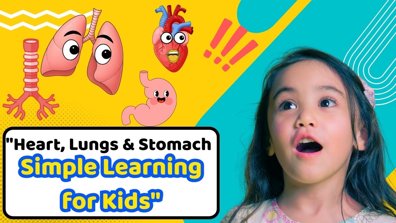 How Our Body Works! Lungs, Heart & Stomach for Kids | Simple Learning