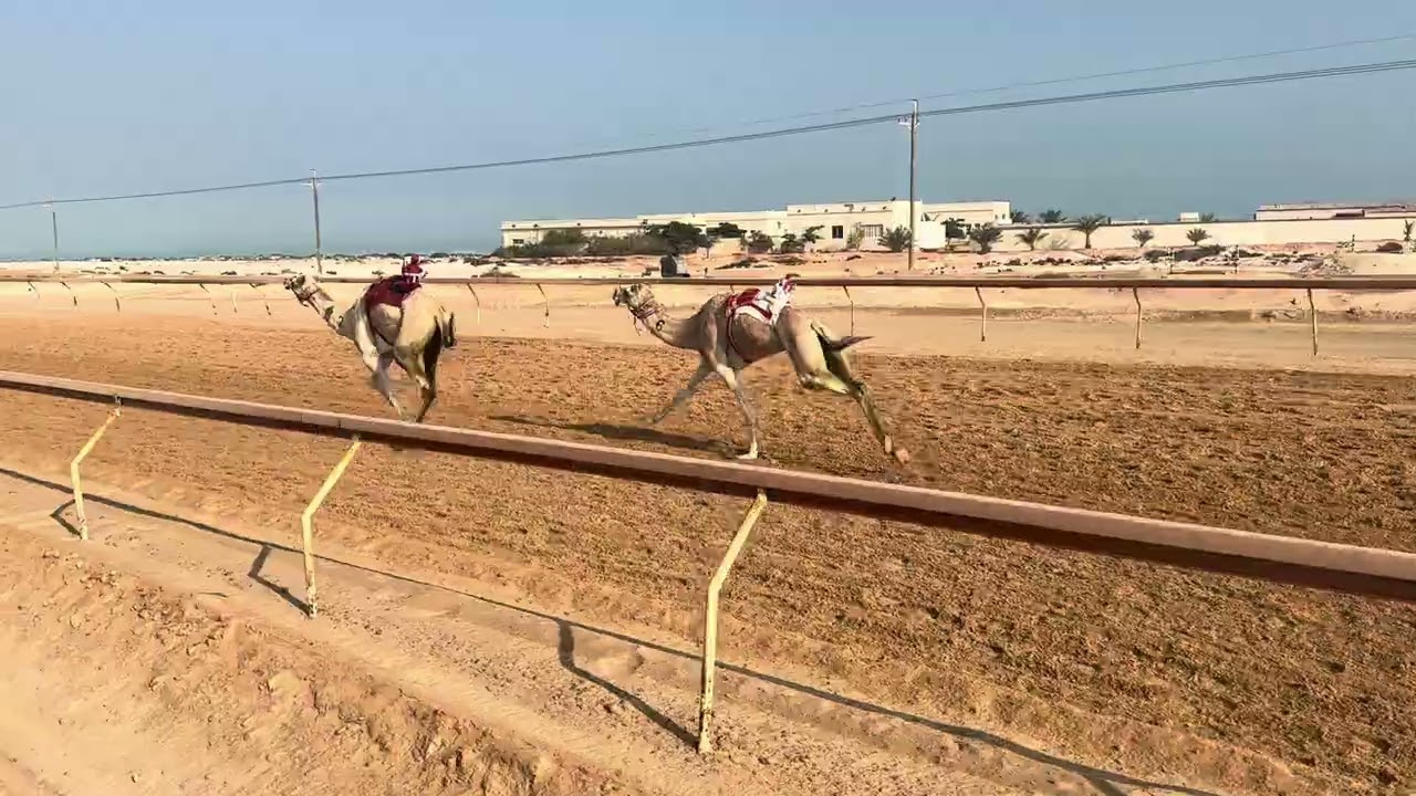 🔳الشوط 16 .. (ابكار)‏🥇 (مزنه) لـ سعيد عبيد سعيد المروشد السبوسي 7:33:91