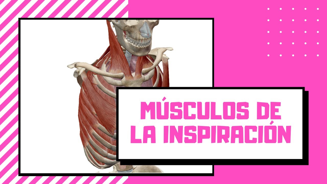 Músculos de la caja torácica I. 🫁INSPIRADORES