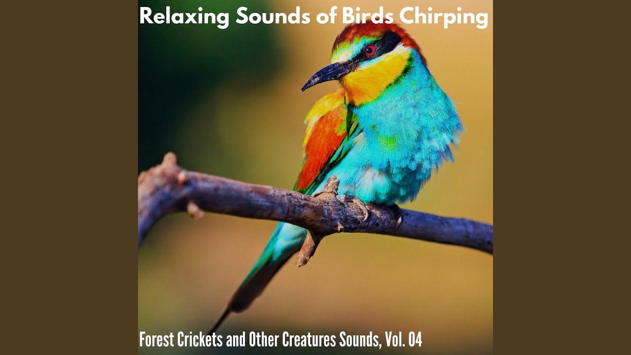 Earthy Aroma and Misty Ambient Music