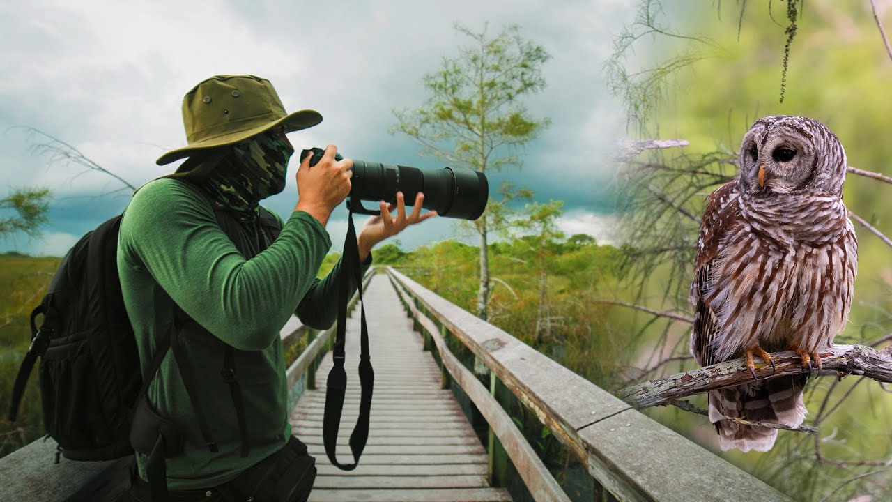 Como ENCONTRAR y FOTOGRAFIAR BÚHOS🦉 ( Everglades National Park )