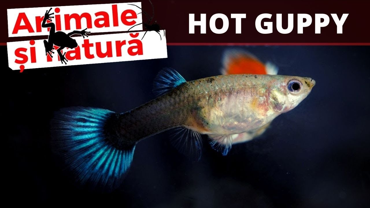 Tot ce trebuie sa stii despre cresterea si inmultirea pestilor guppy