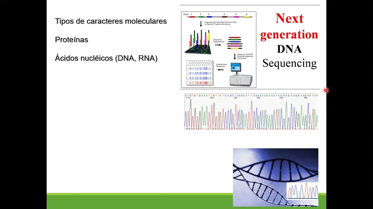 Unidad 4 Métodos de verosimilitud máxima e inferencia Bayesiana para la reconstrucción filogenética