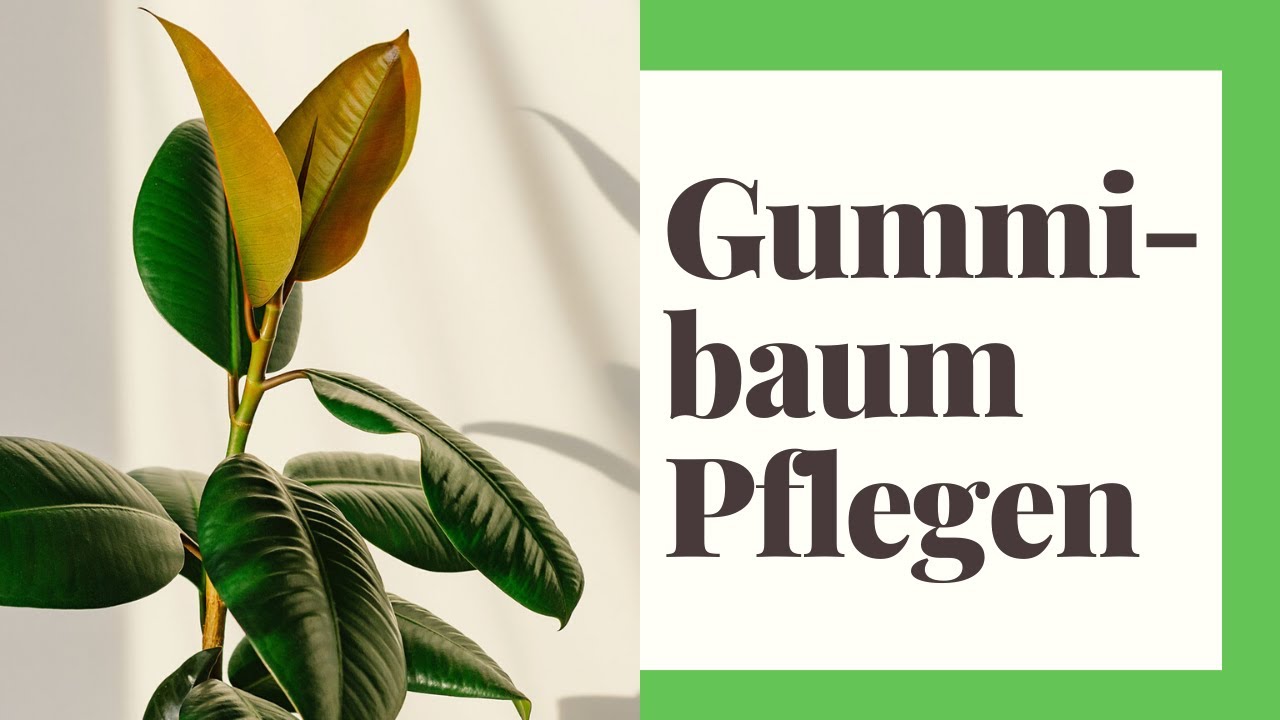 Gummibaum Pflege - So machen Sie es richtig