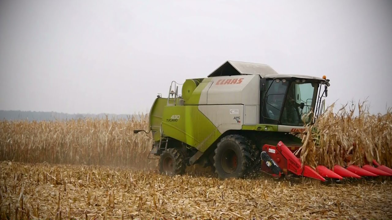 🌽Koszenie Kukurydzy 2021🌽 Claas tucano 430 & John deere 6130r👌