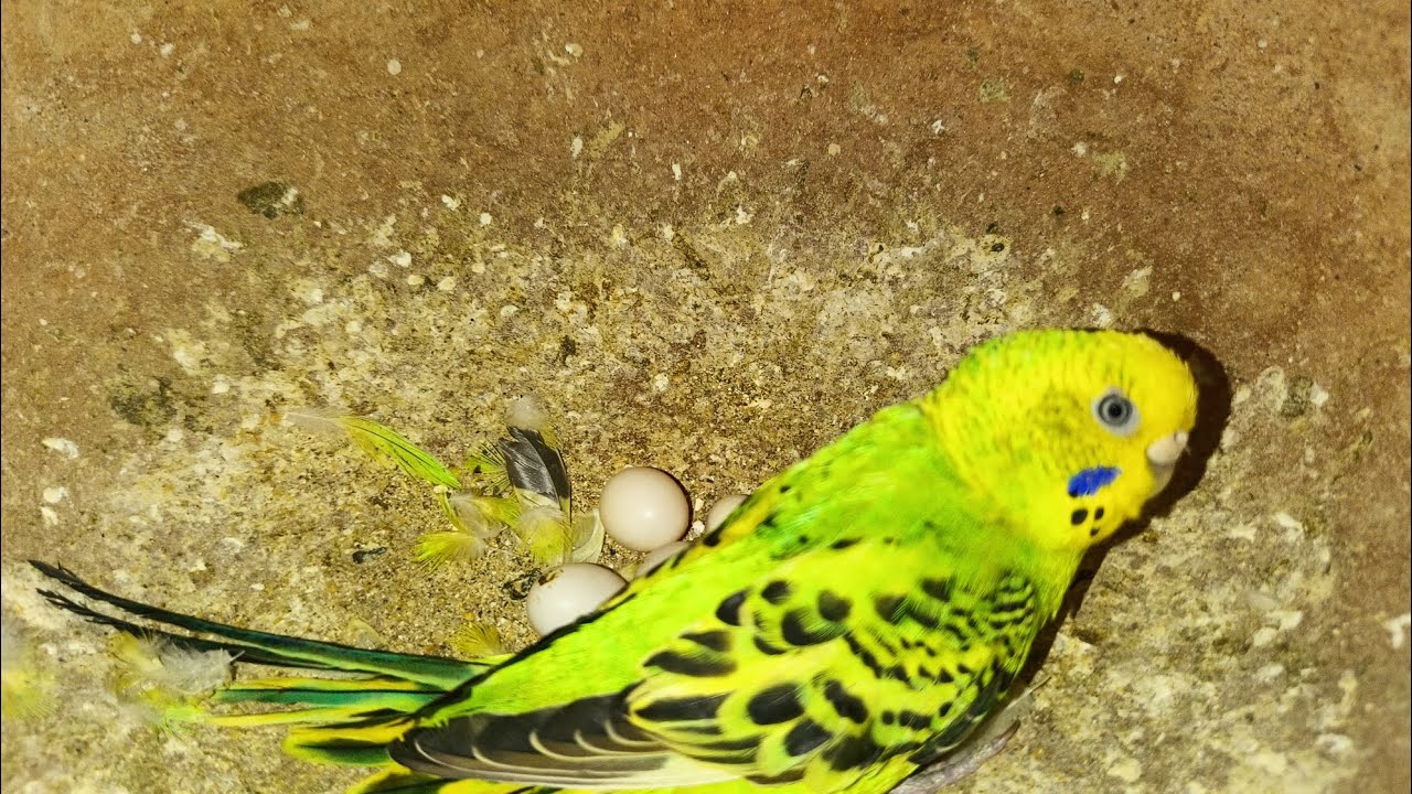 🐦 Budgies Bird Progress Video | 4th Clutch Update | Baby Budgies Growth 🐣