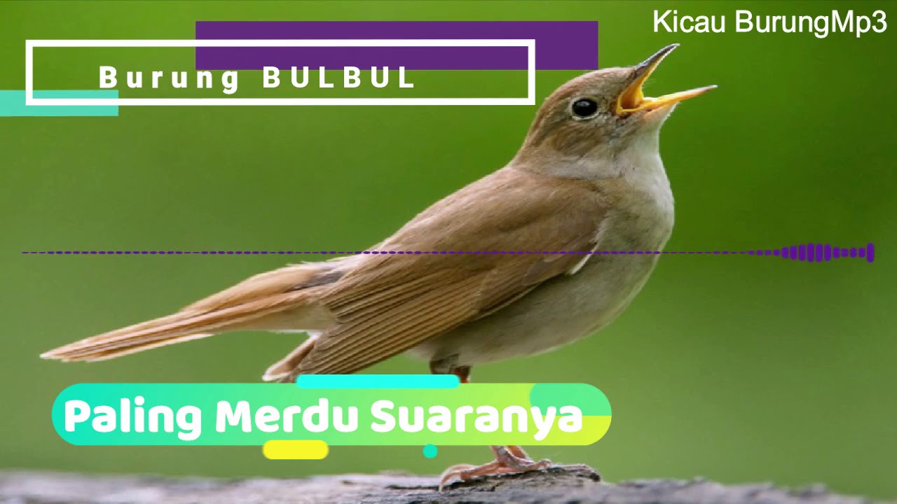 Burung BULBUL | Termasuk Burung Bersuara Paling Merdu Didunia | Kiacau Burung Mp3