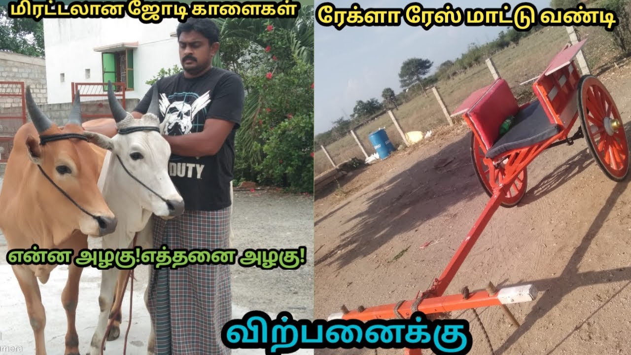 அழகான ஜோடி மயிலை செவலை காளைகள் மற்றும் ரேக்ளா ரேஸ்,மாட்டு வண்டி விற்பனைக்கு..