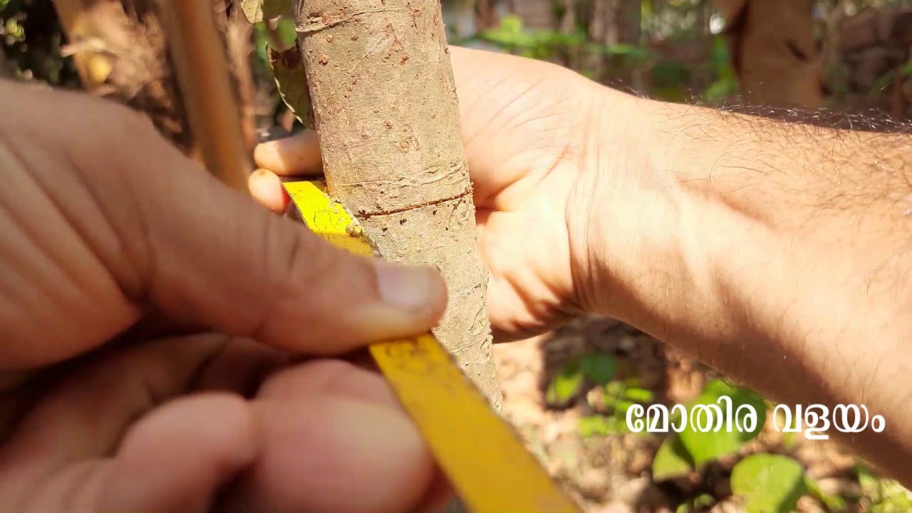 മോതിരവളയം ചെയ്തു ബട്ടർ കായ പിടിച്ചു / AVACADO FRUIT / TREE RING/