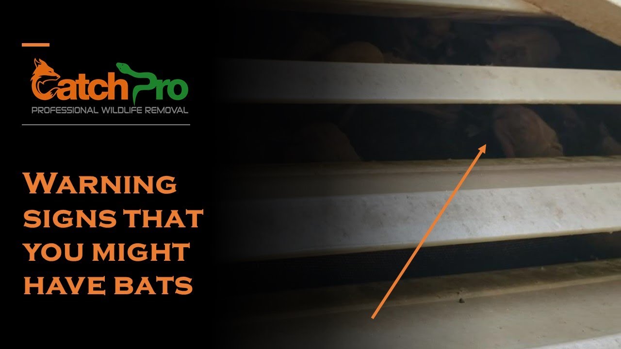 How to know if you have bats in your house - CatchPro Wildlife Removal - Athens, GA