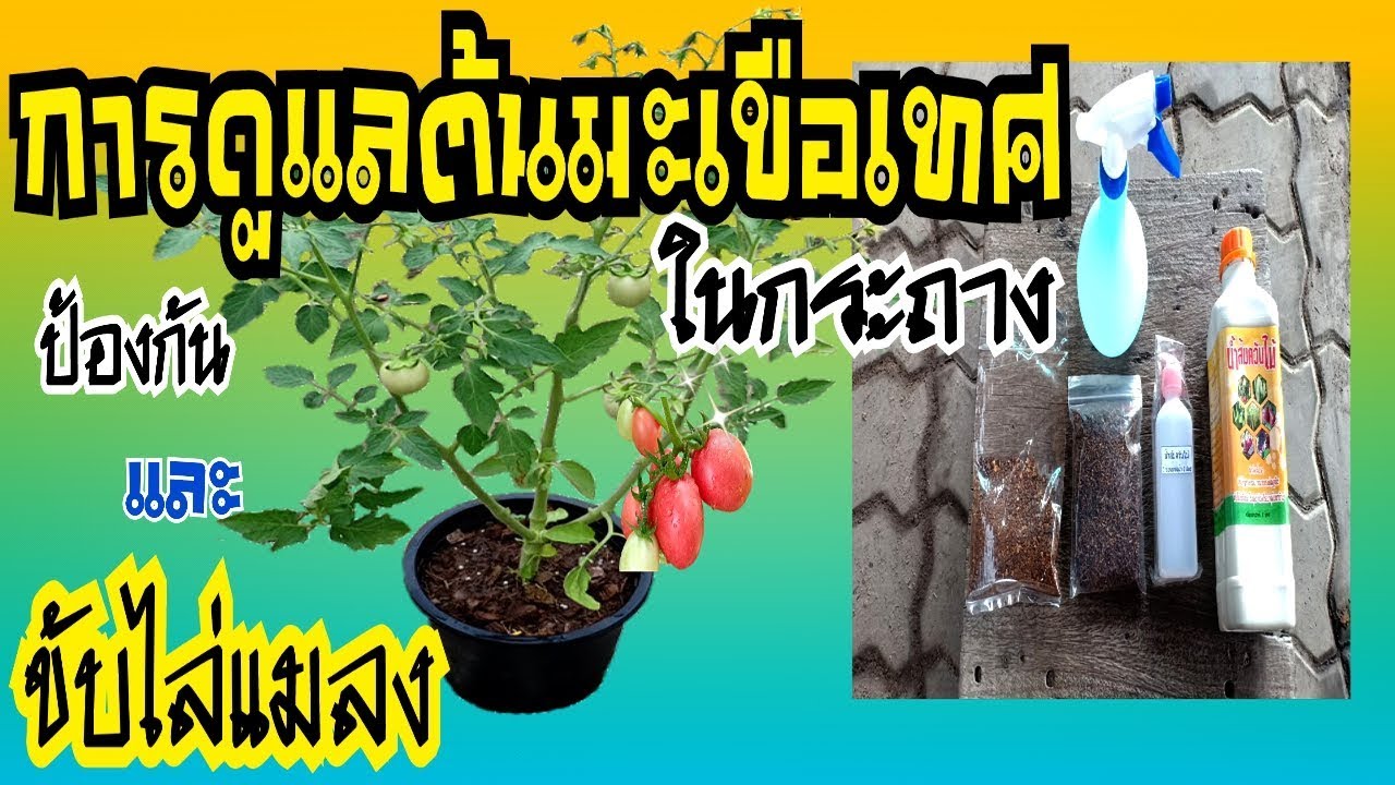 วิธีการดูแลต้นมะเขือเทศในกระถาง tomato | การป้องกัน และขับไล่แมลงศัตรูพืช