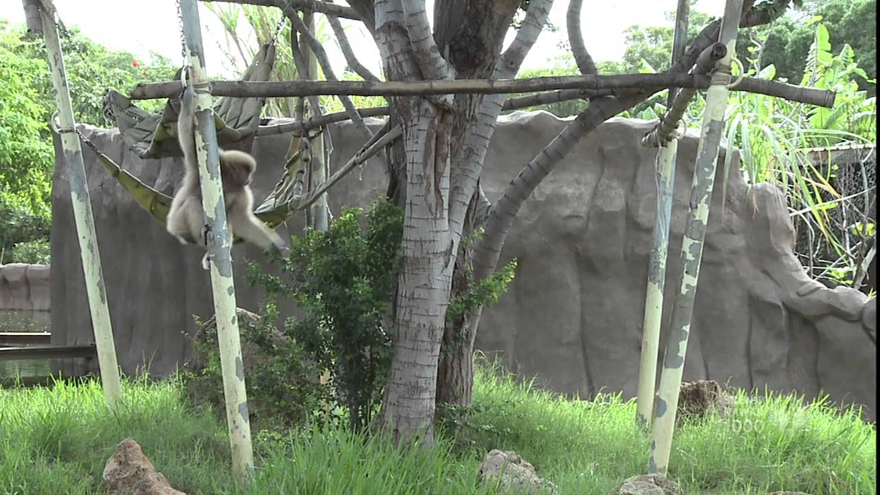 Honolulu Zoo
