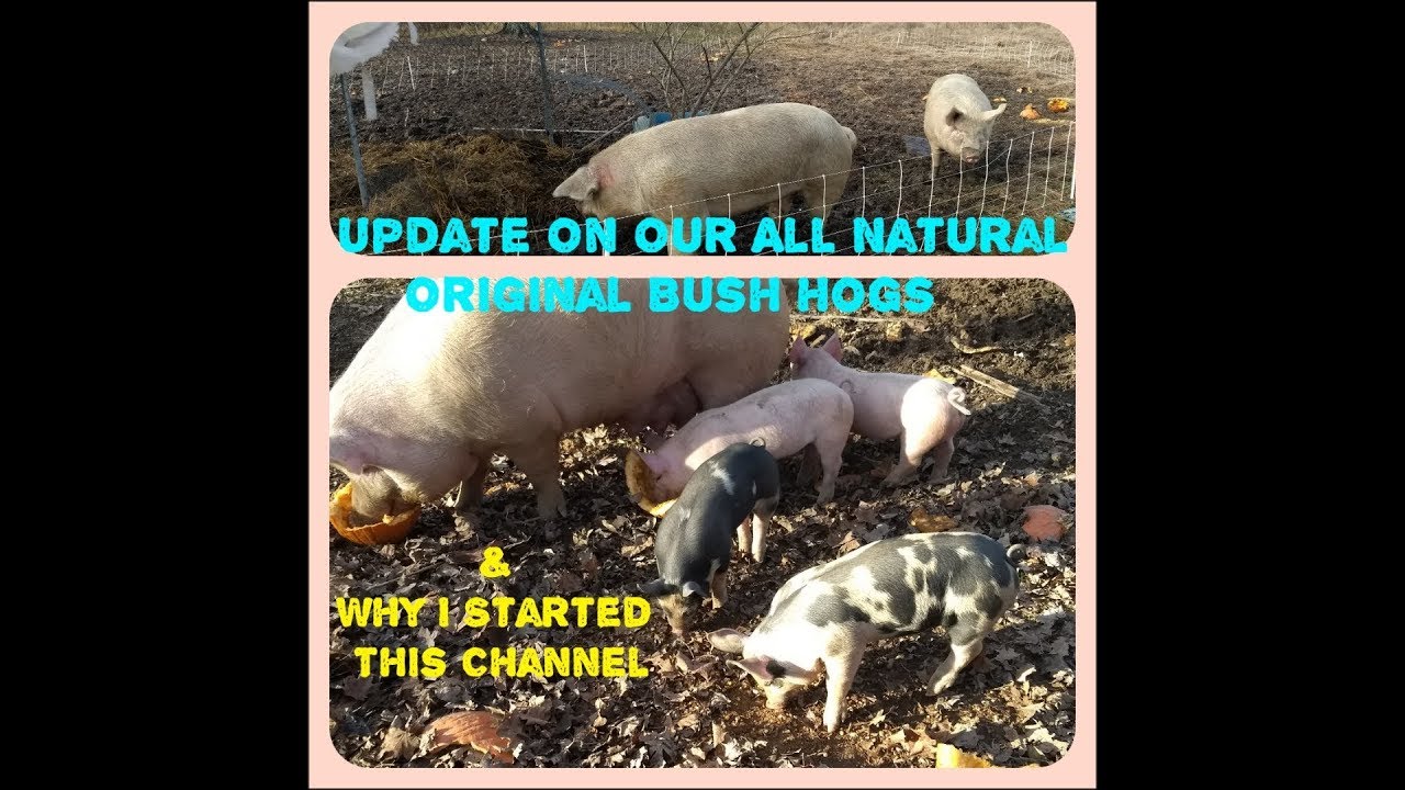 Update On The Original Bush Hogs & My Intent For This Channel