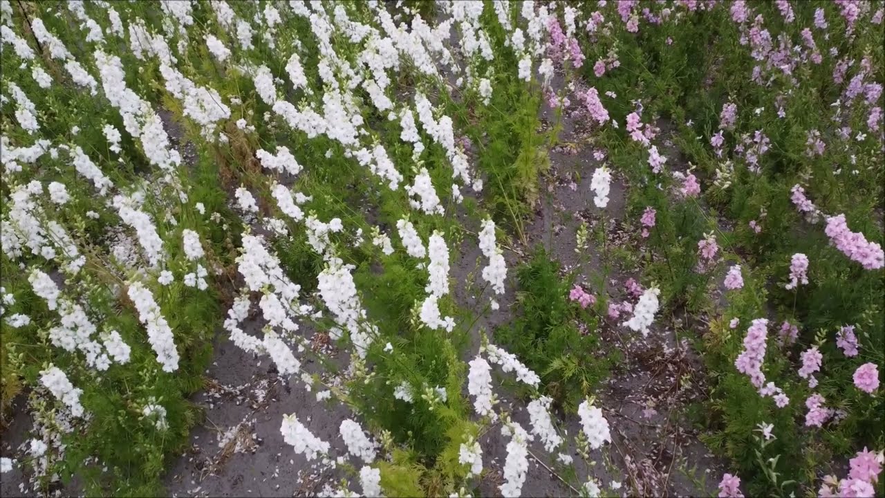 Ridderspoor Delphinium