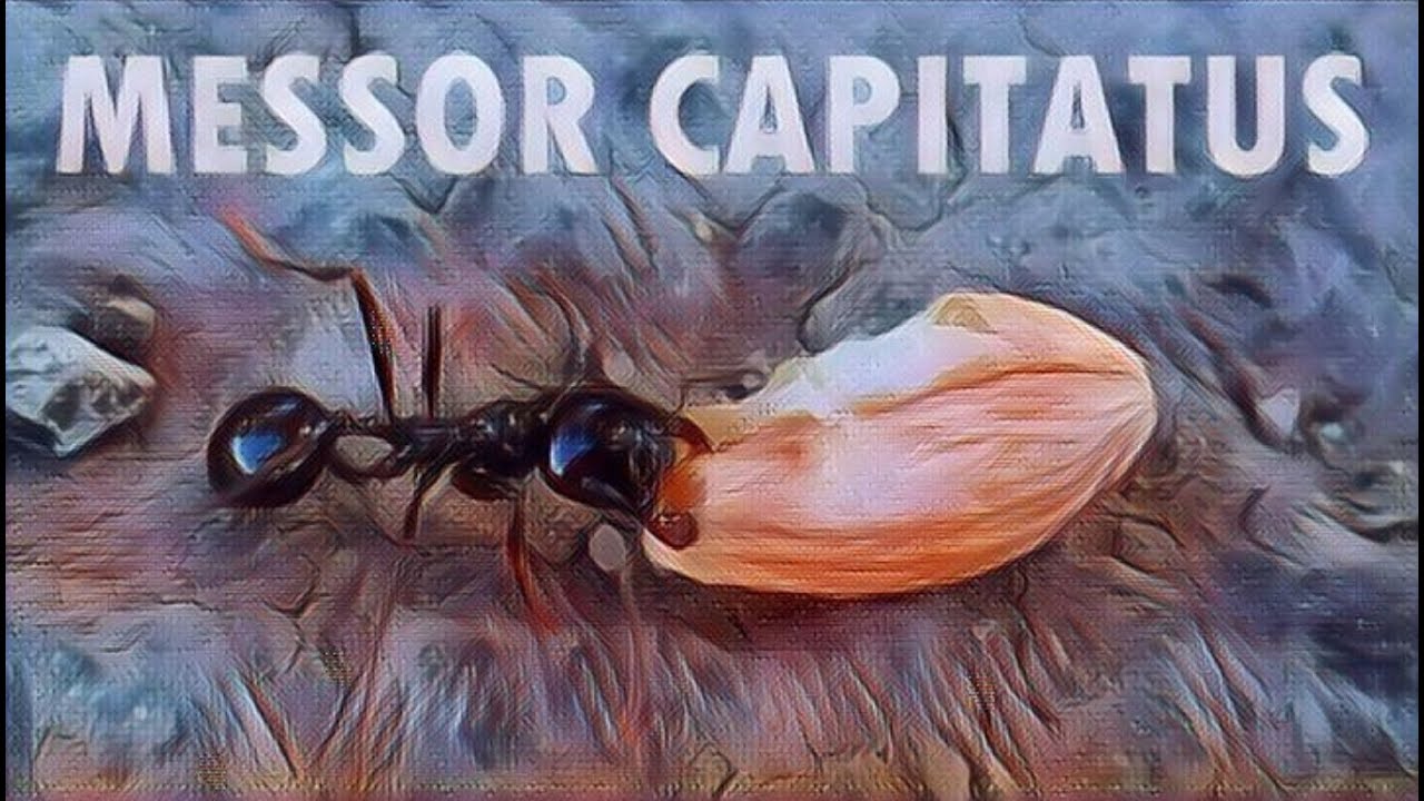 🐜 Messor capitatus - Nie samym makiem Messor żyje...