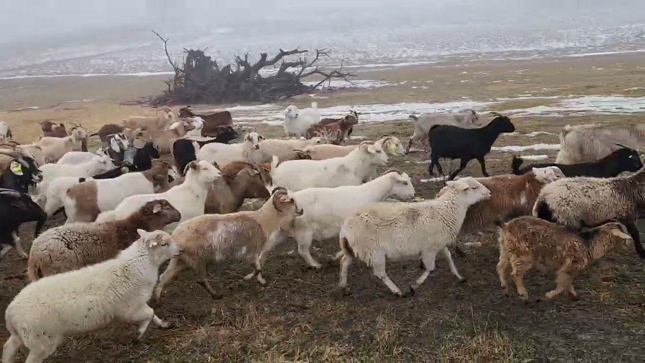 How Do I Build My Herd Numbers?  (While Letting Sally Have Some Fun)
