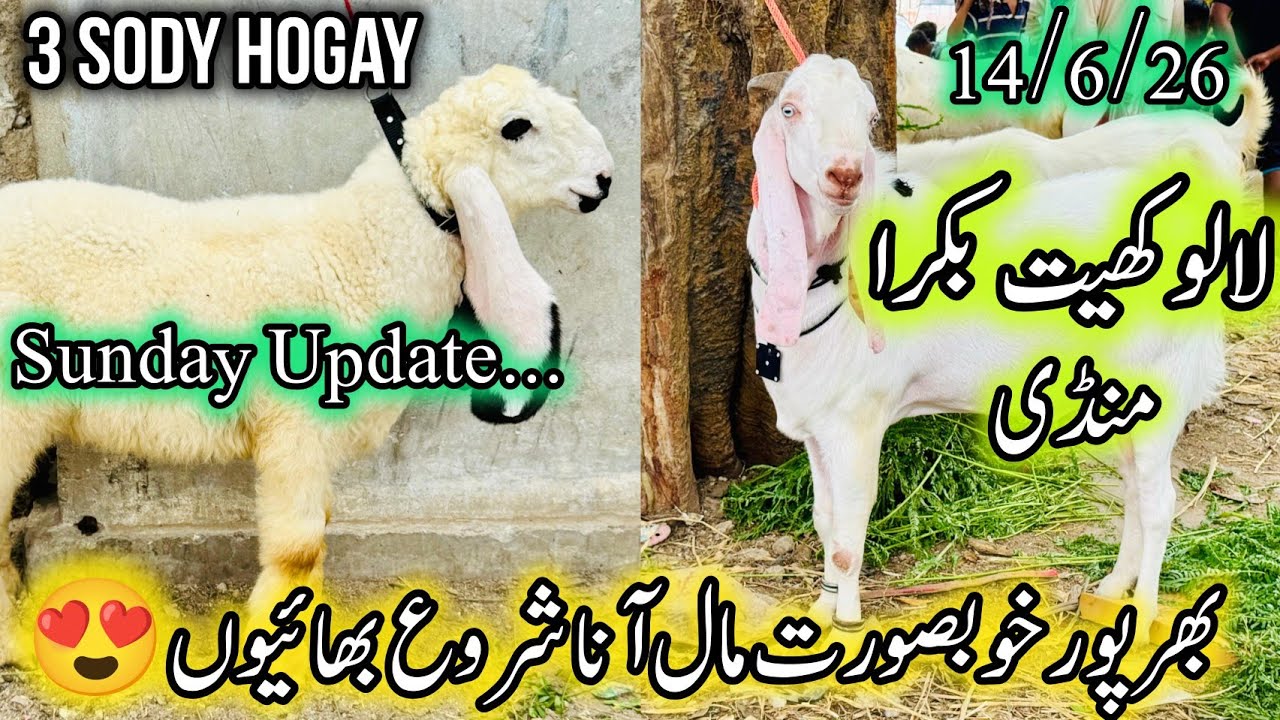 Lalukhet Bakra Mandi Karachi Latest Rates Update | 14 June 2026 | Bakra Mandi Karachi.  