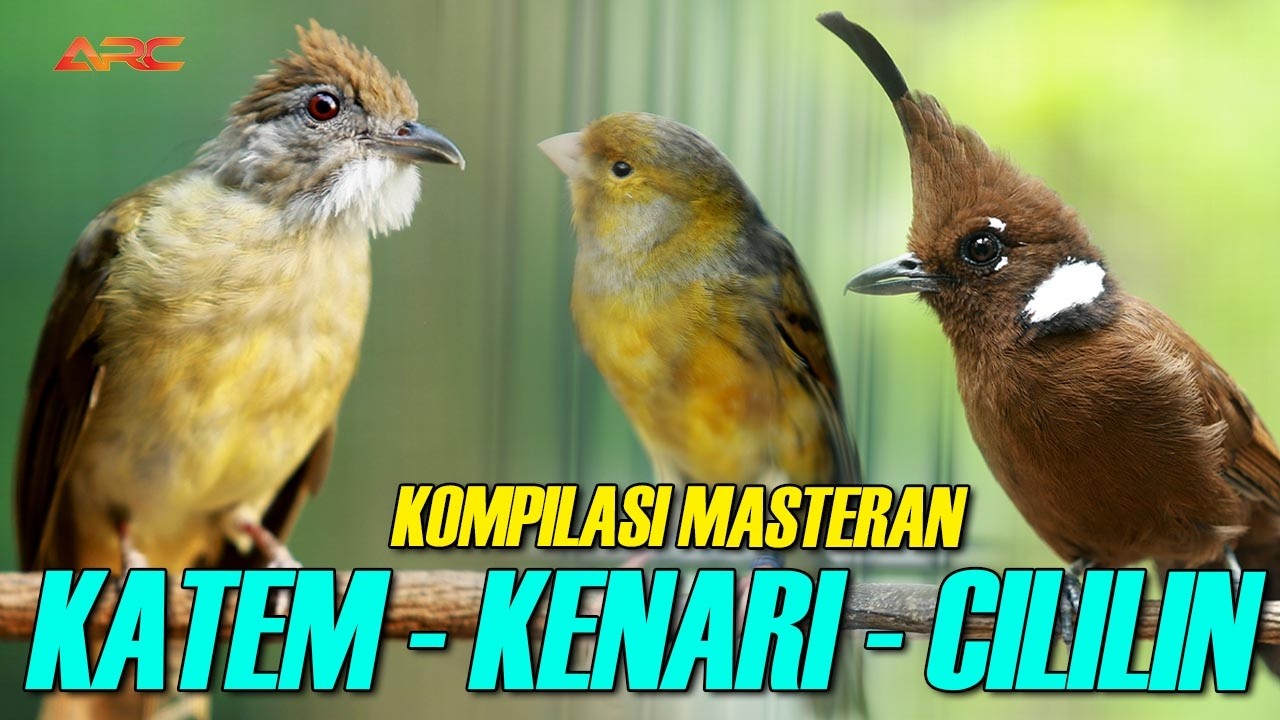 KAPAS TEMBAK - CILILIN - KENARI | DENGAN RELAKSASI SUARA AIR