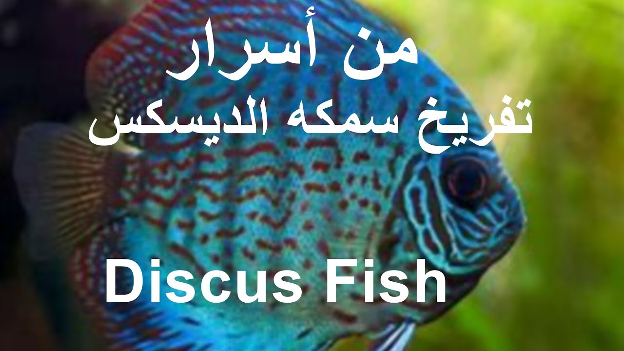 من اسرار تفريخ سنكه الديسكس