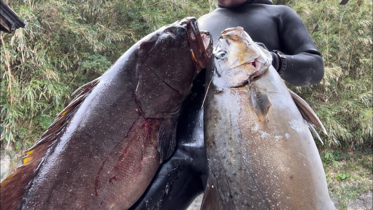 （水中銃）クエ18.7kg ヒレナガカンパチ13.1kg 魚突き