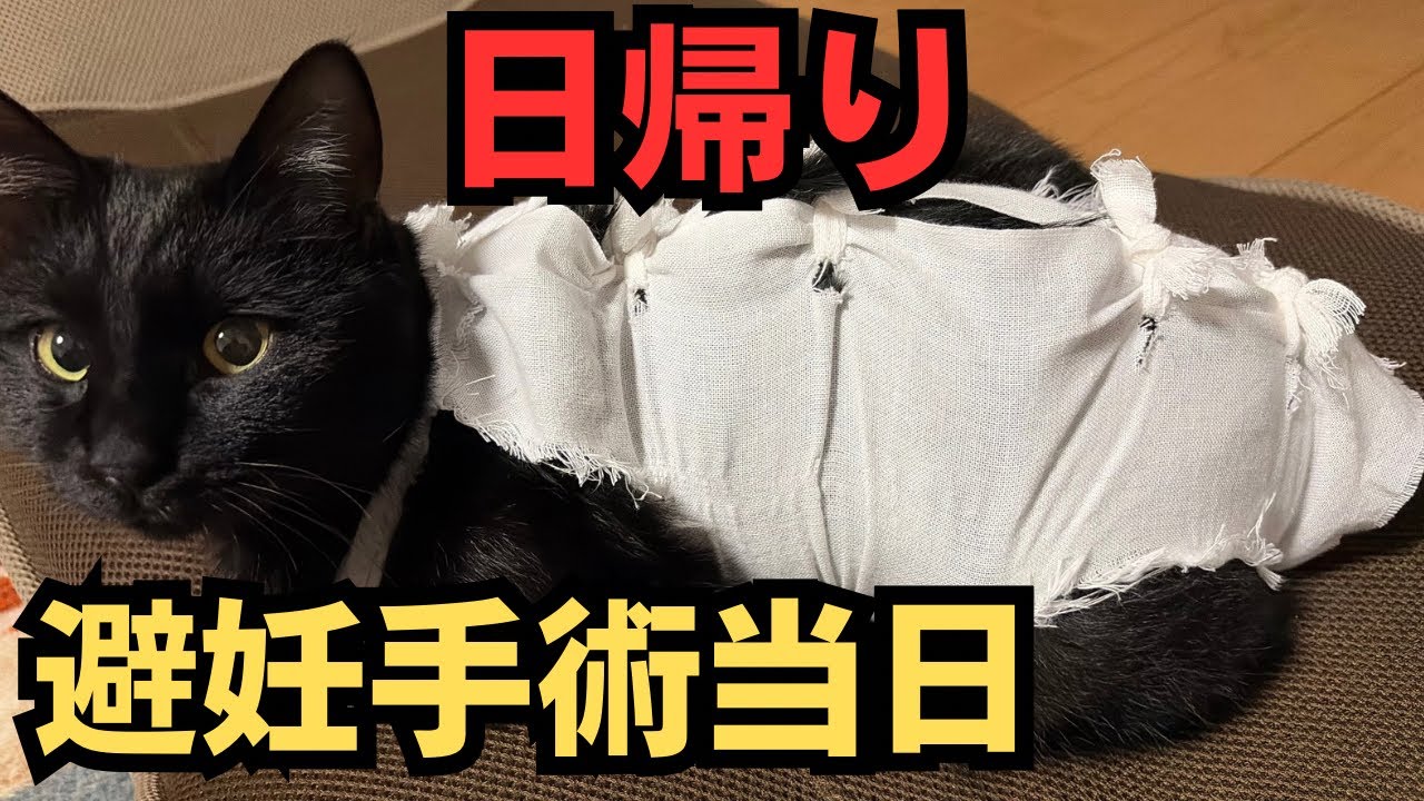 【日帰り避妊手術】手術当日の様子、実際の1日