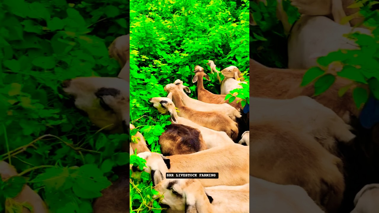 BEST SHEEP FARMING IN TELANGANA