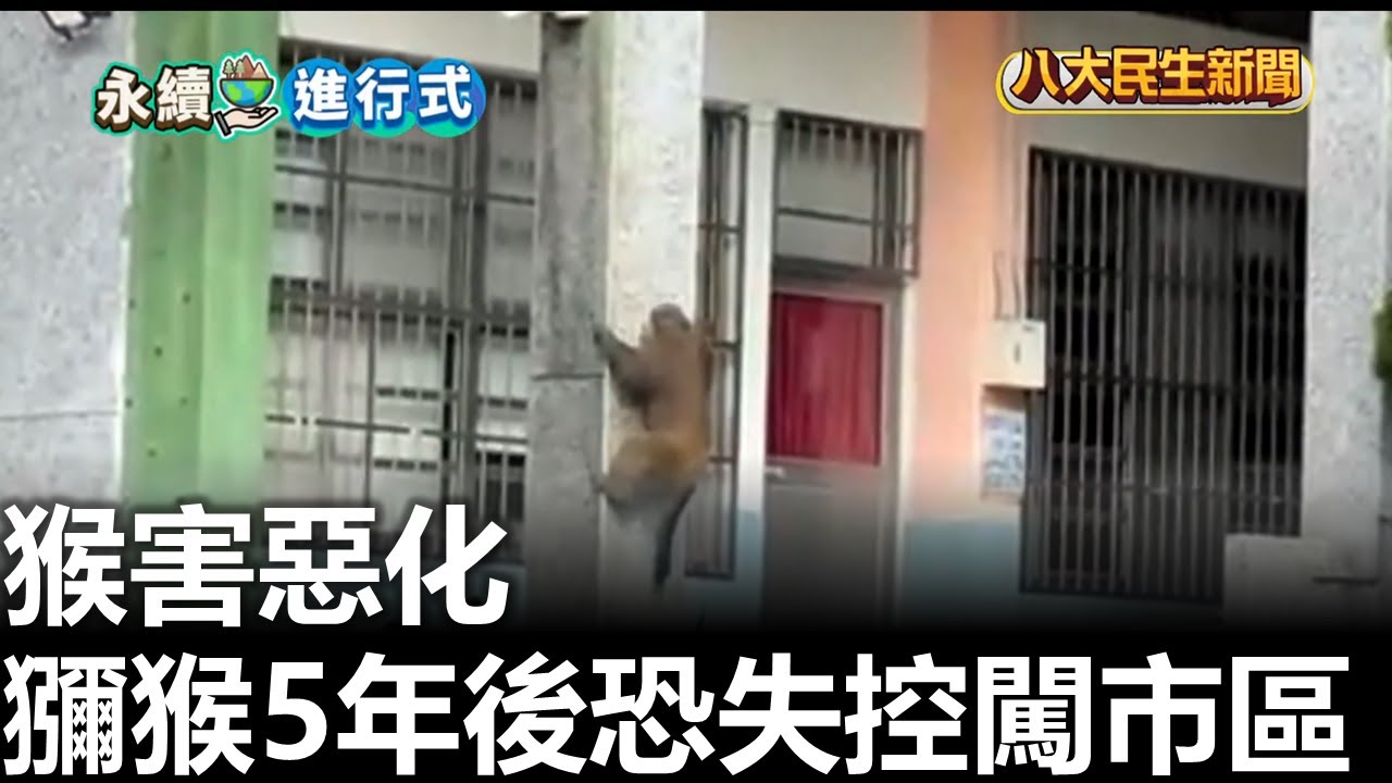 猴害惡化 獼猴5年後恐失控闖市區 |【民生八方事】| 2026012710 #八大民生新聞