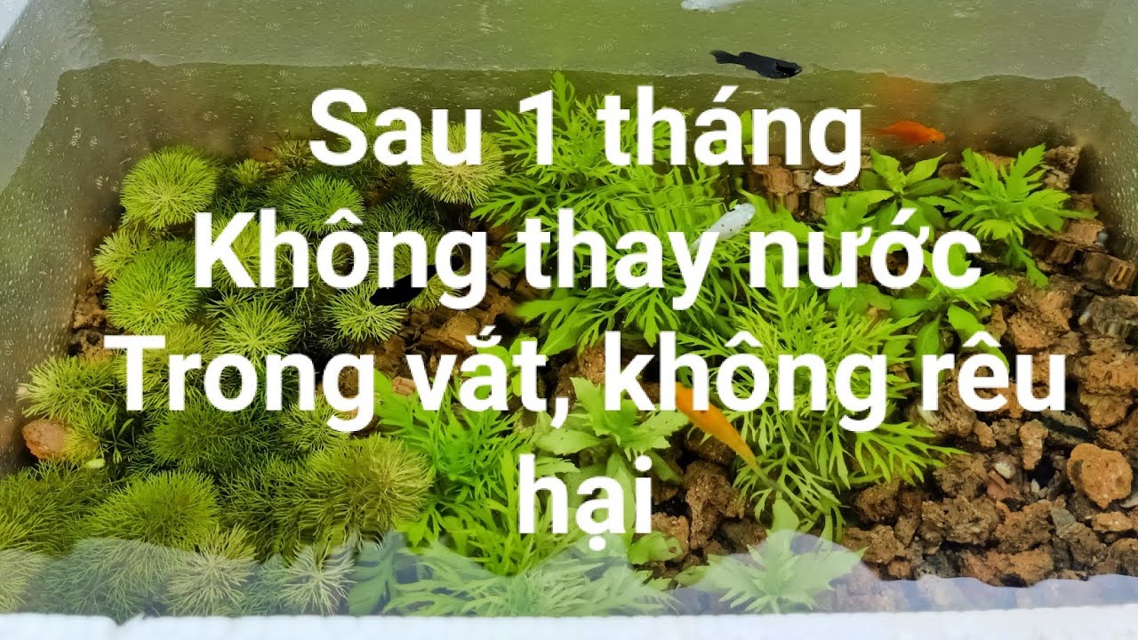 Quá trình PT Sau 1 tháng của Thùng xốp nuôi cá Thủy sinh đơn giản||Simple Aquarium after 1 month