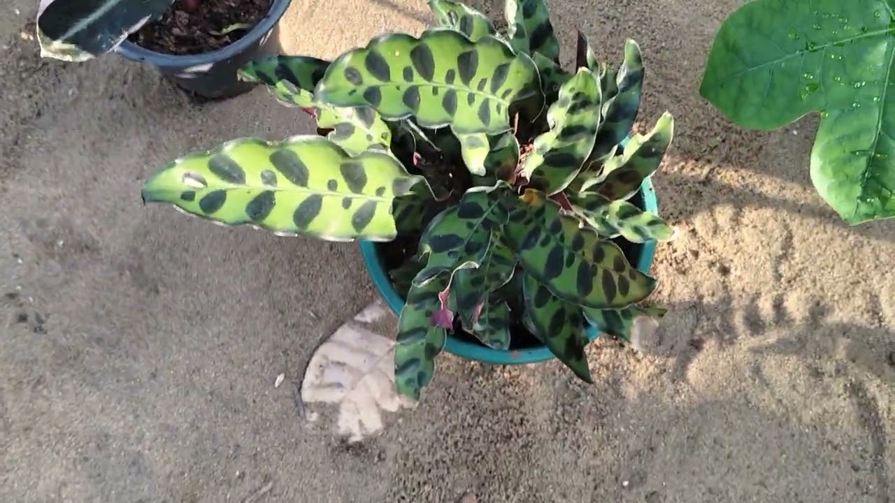 New plants sale vedio