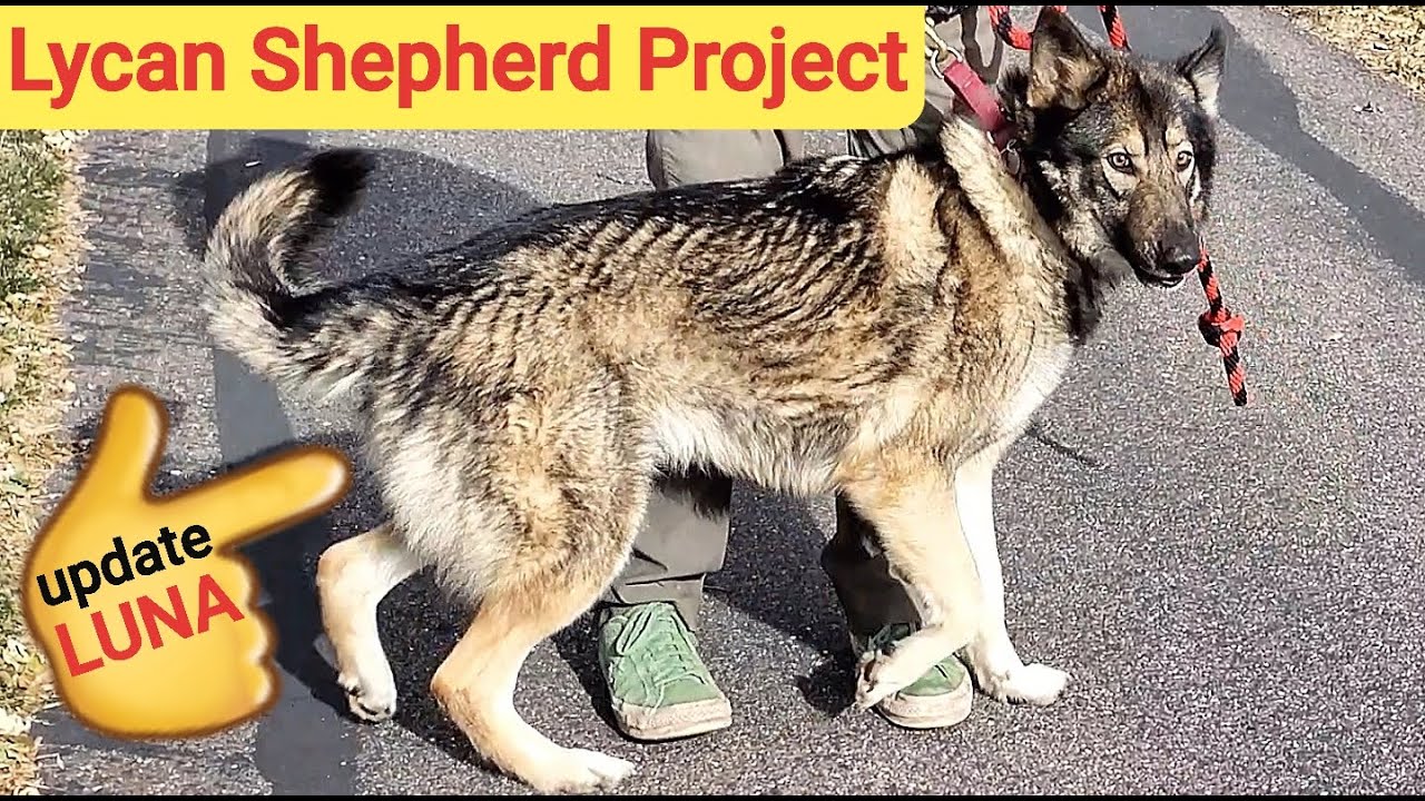 Meet Luna - Lycan Shepherd Update - New Dog Breed