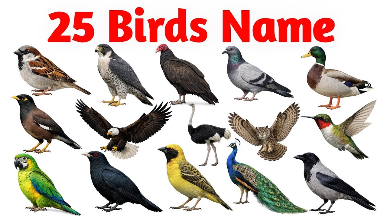 Birds Name for Kids | English to Hindi | पक्षियों के नाम with Pictures 